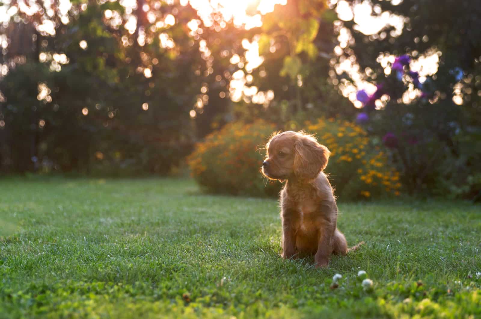 puppy sitting on grass