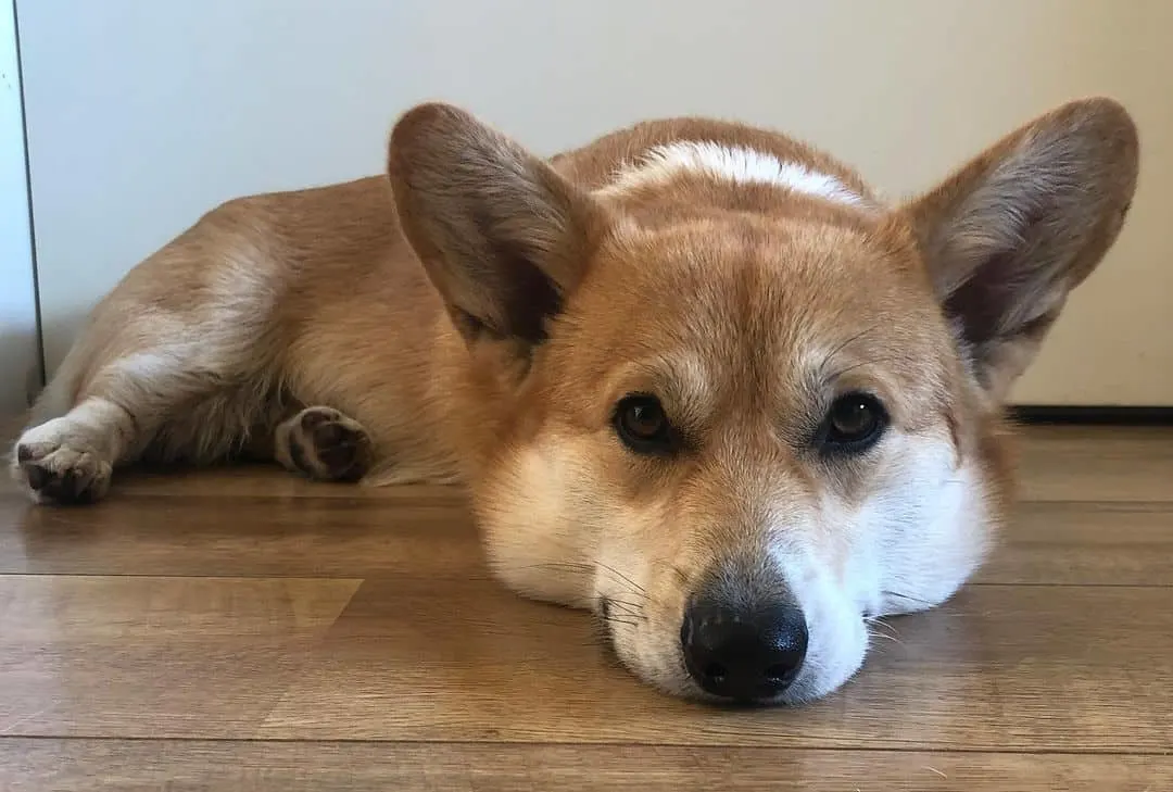 sad corgi