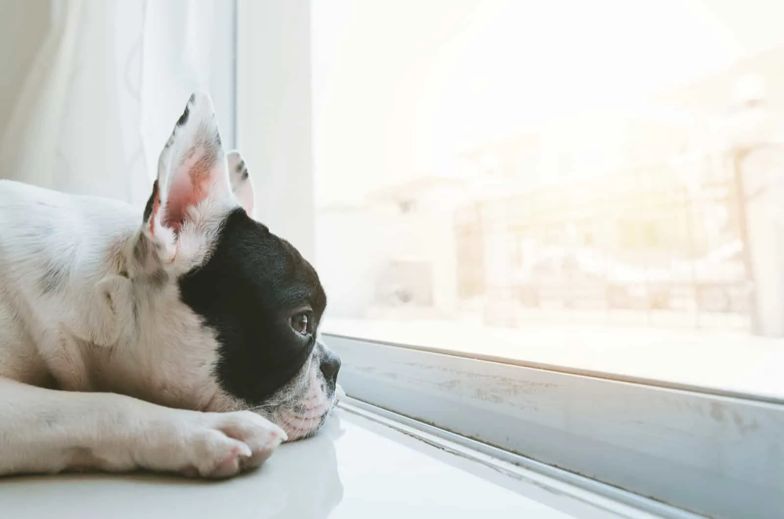 sad french bulldog looking through window