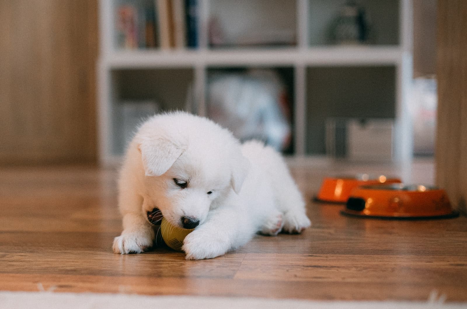 samoyed puppy chewing on a toy