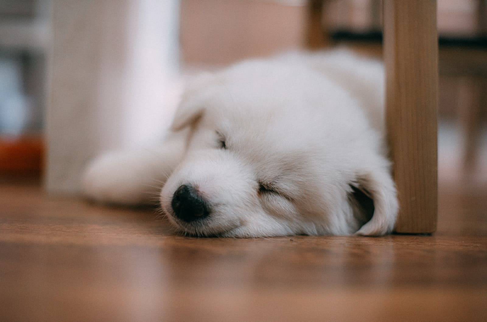 samoyed puppy sleeping on floor
