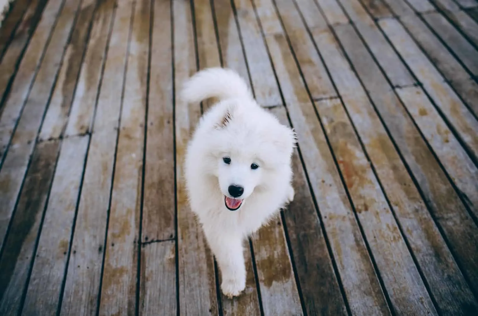 samoyed puppy walking