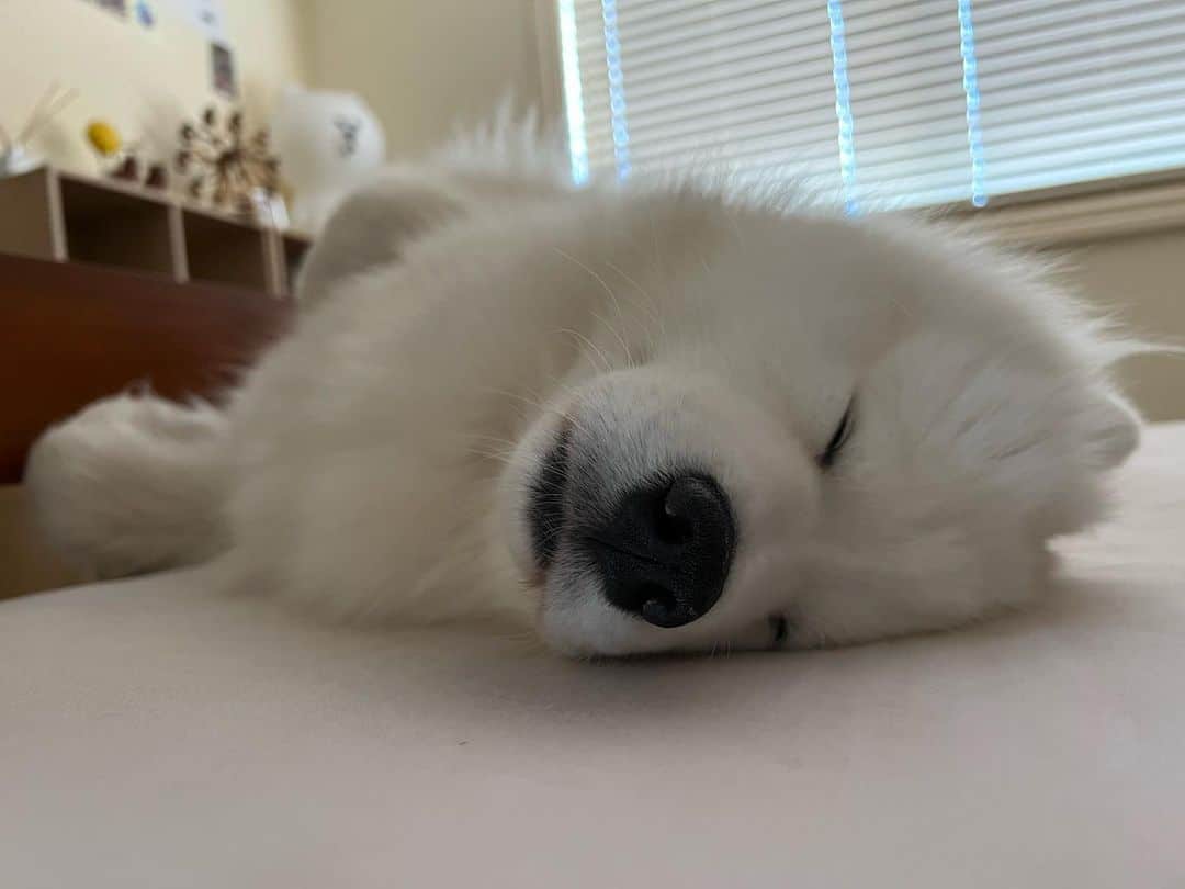 samoyed sleeping