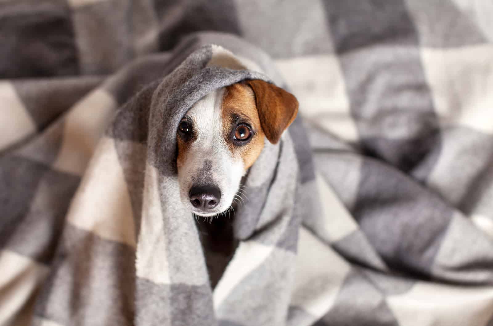 scared puppy covered in blanket