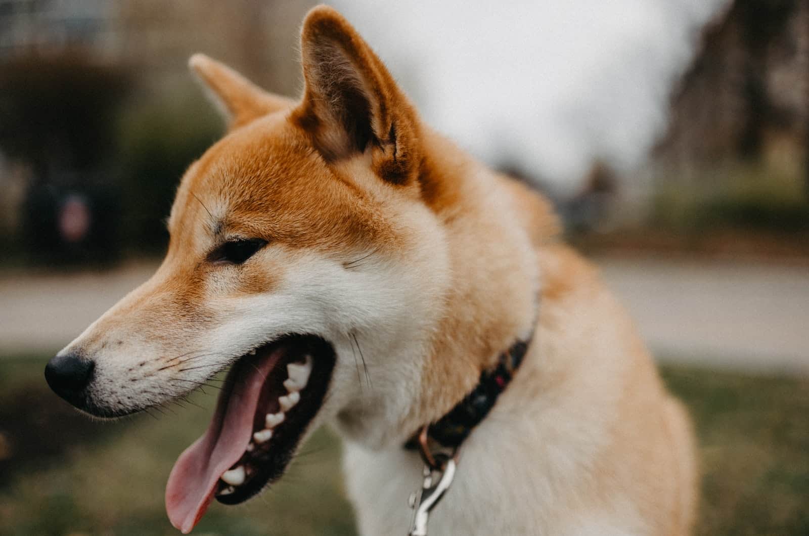 shiba inu close-up