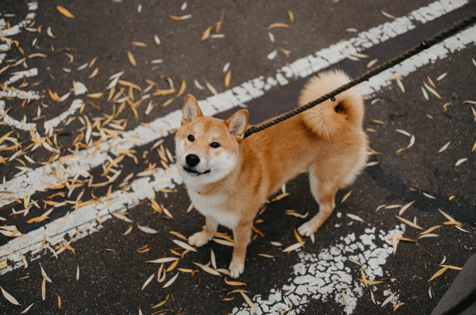 shiba inu on a leash