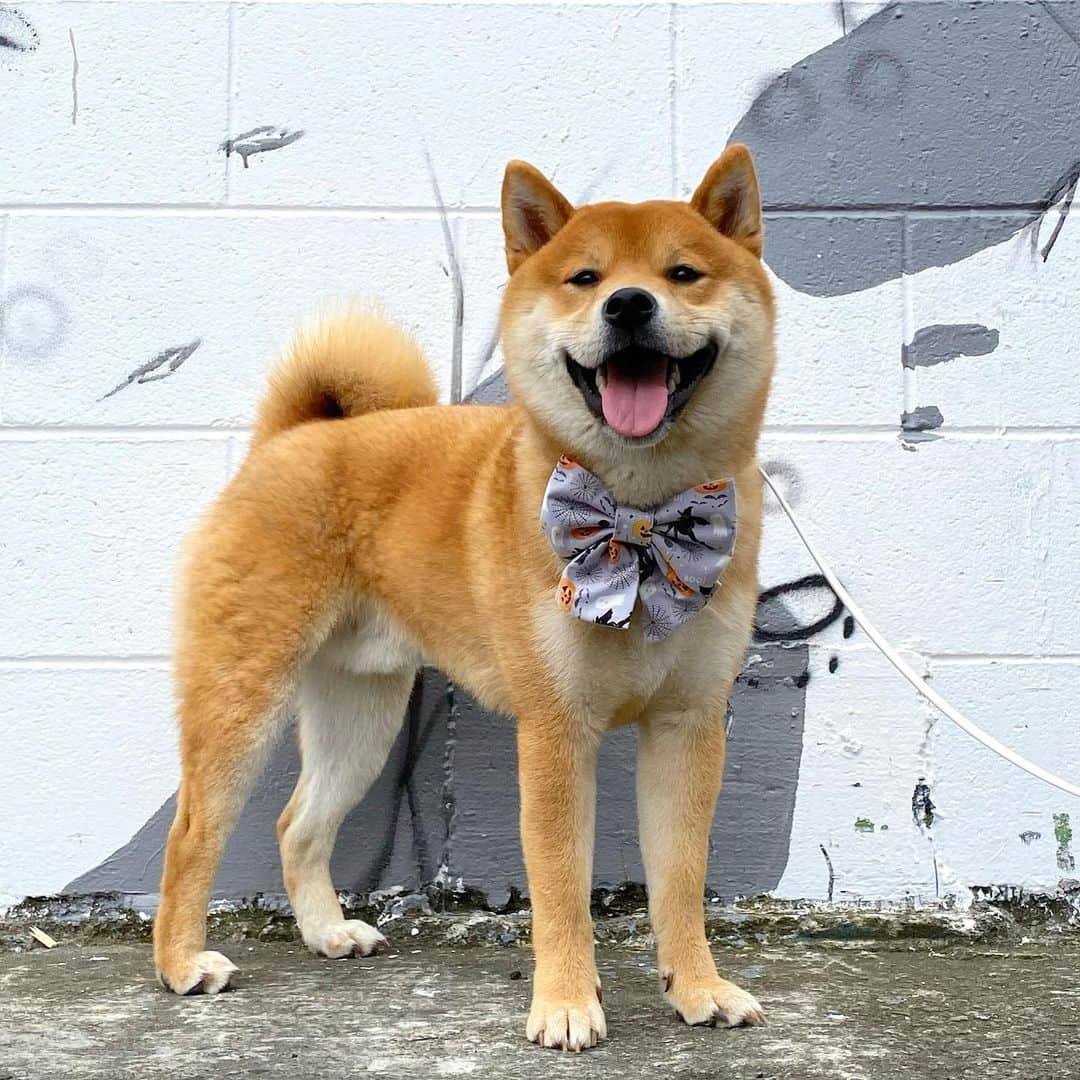 shiba inu wearing a bow