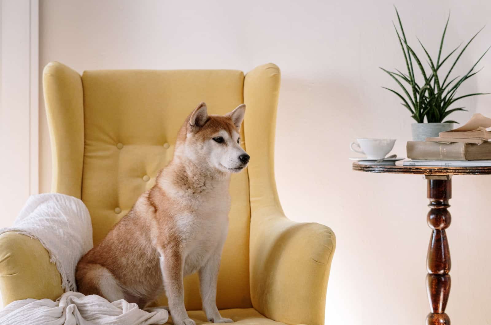 shiba on a yellow sofa