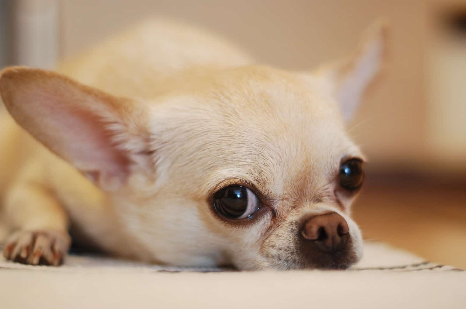 small chihuahua dog