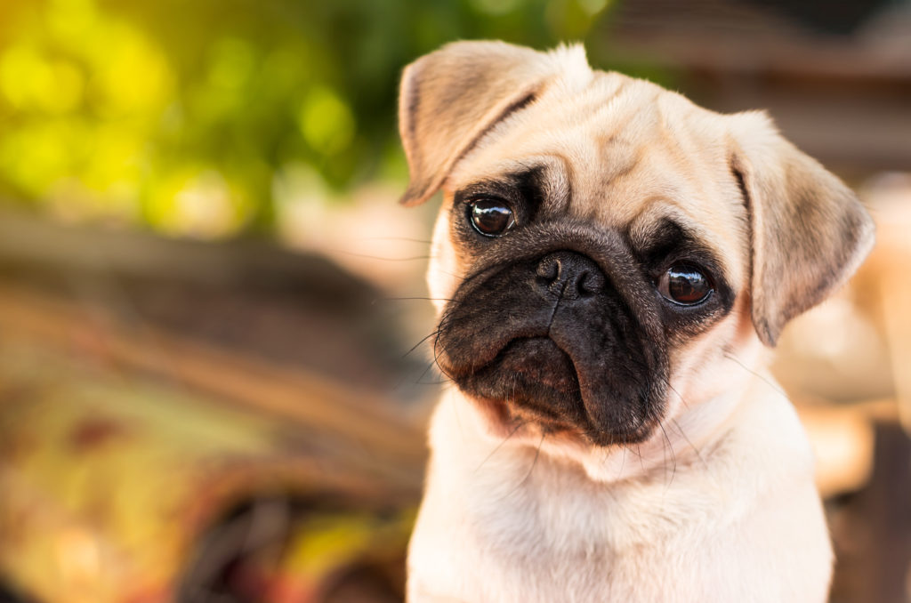 9 Best Pug Breeders How To Find A Breeder You Can Trust