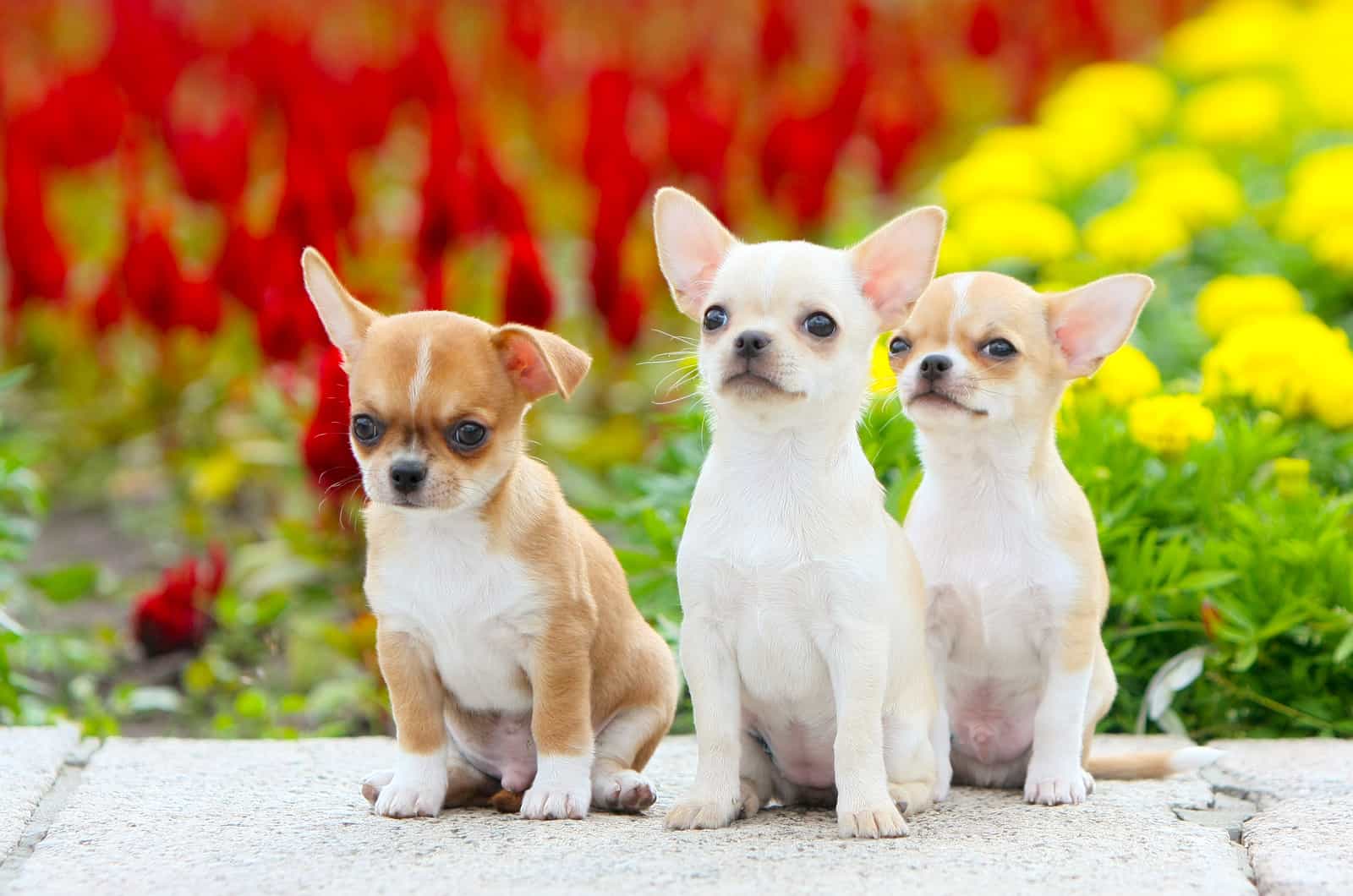 three chihuahua puppies in front of flowers