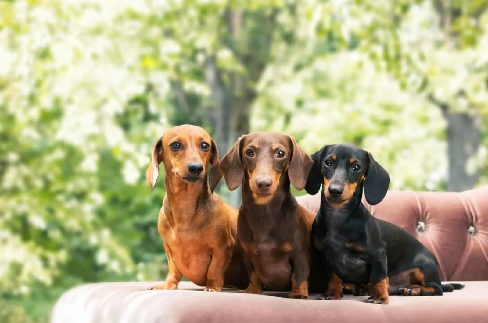 three dachshunds sitting on a bed