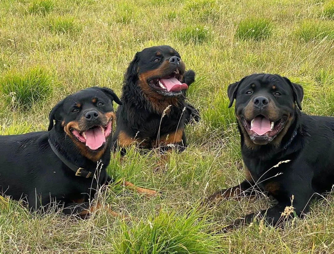 three rottweilers