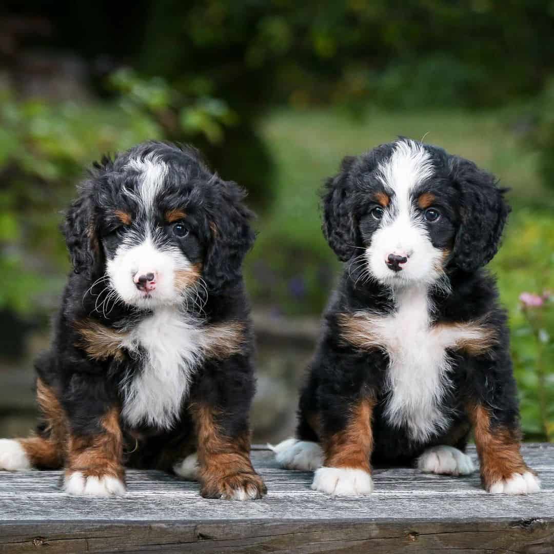 two bernedoodle puppies