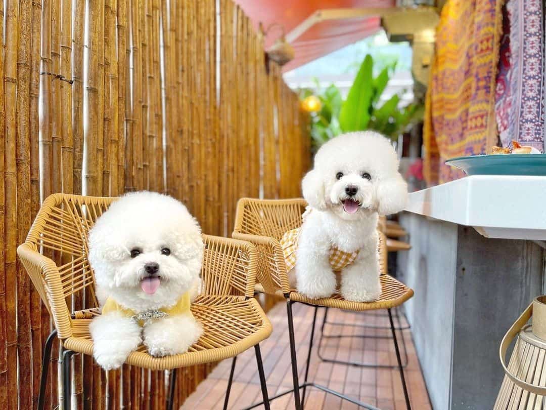 two bichon frise dogs on chairs