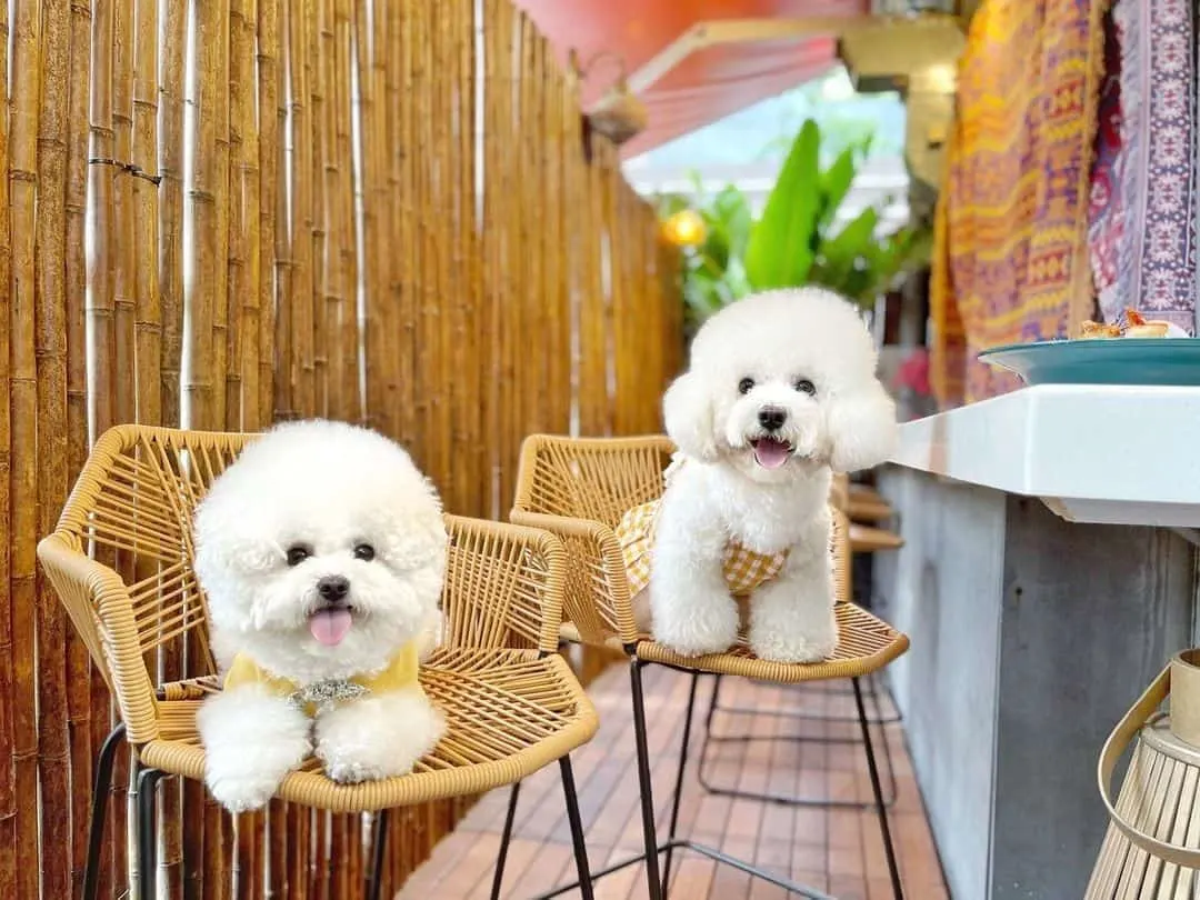 two bichon frise dogs on chairs