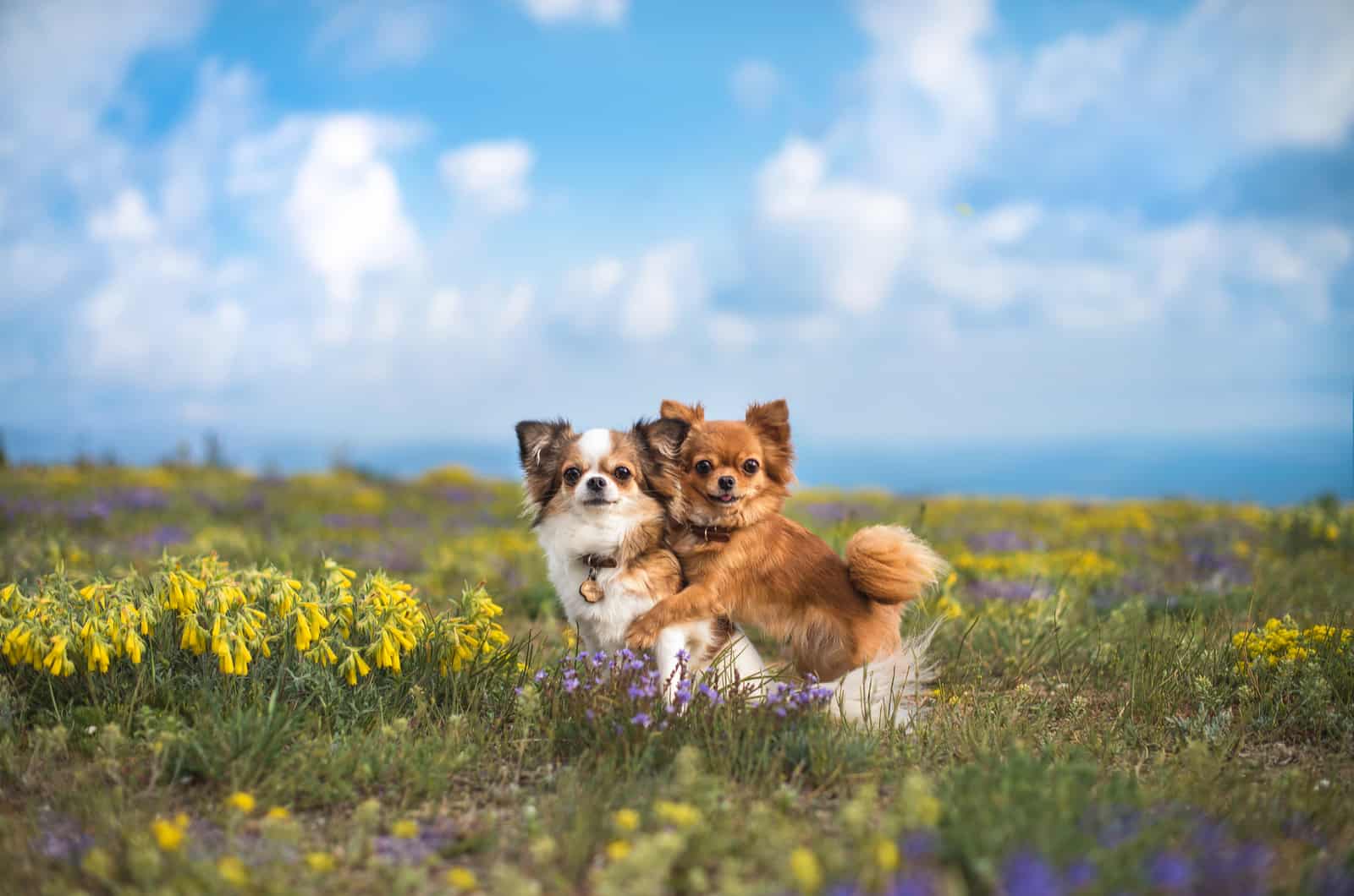 two chihuahua pups in a field