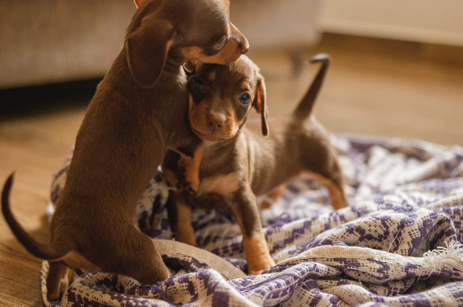two dachshund puppies playing
