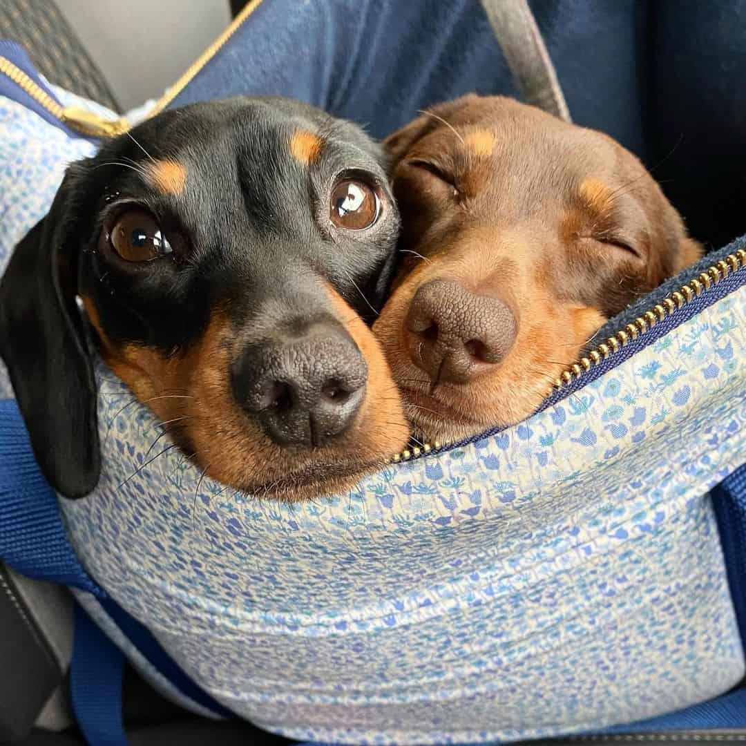 two dachshunds resting