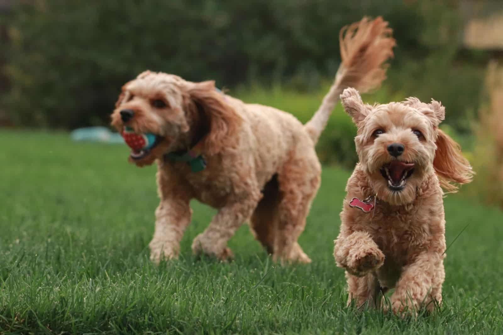 two goldendoodles running through yard