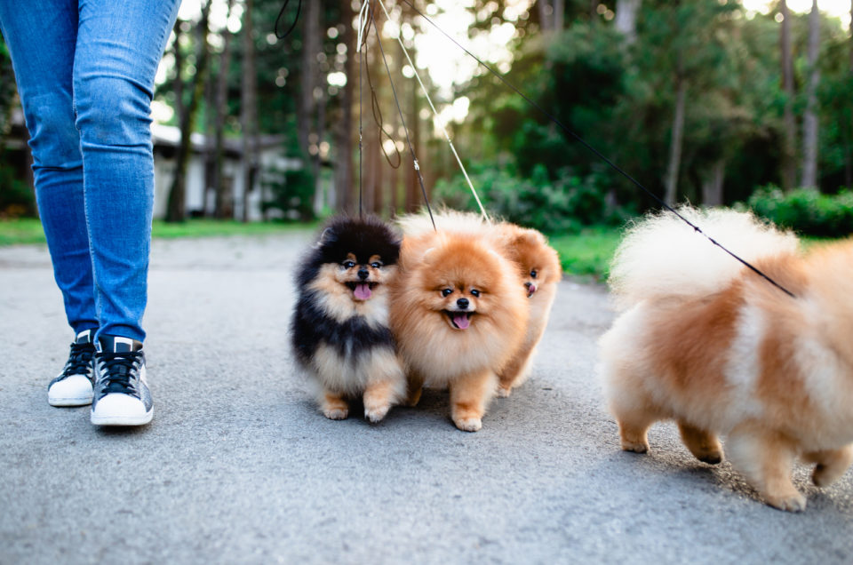 12 Best Pomeranian Rescues For Adoption Where To Find A Pom