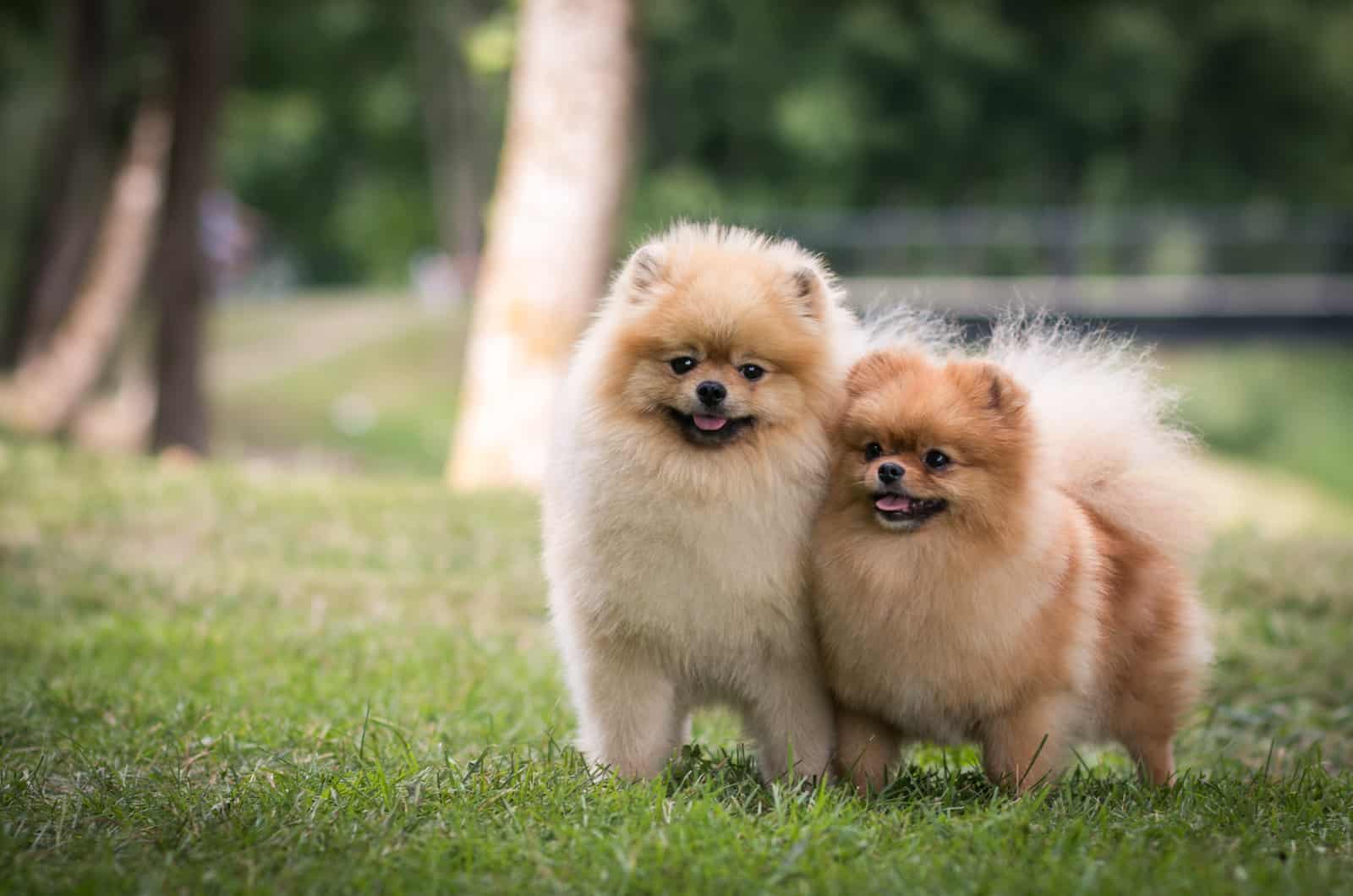 two pomeranians standing in grass