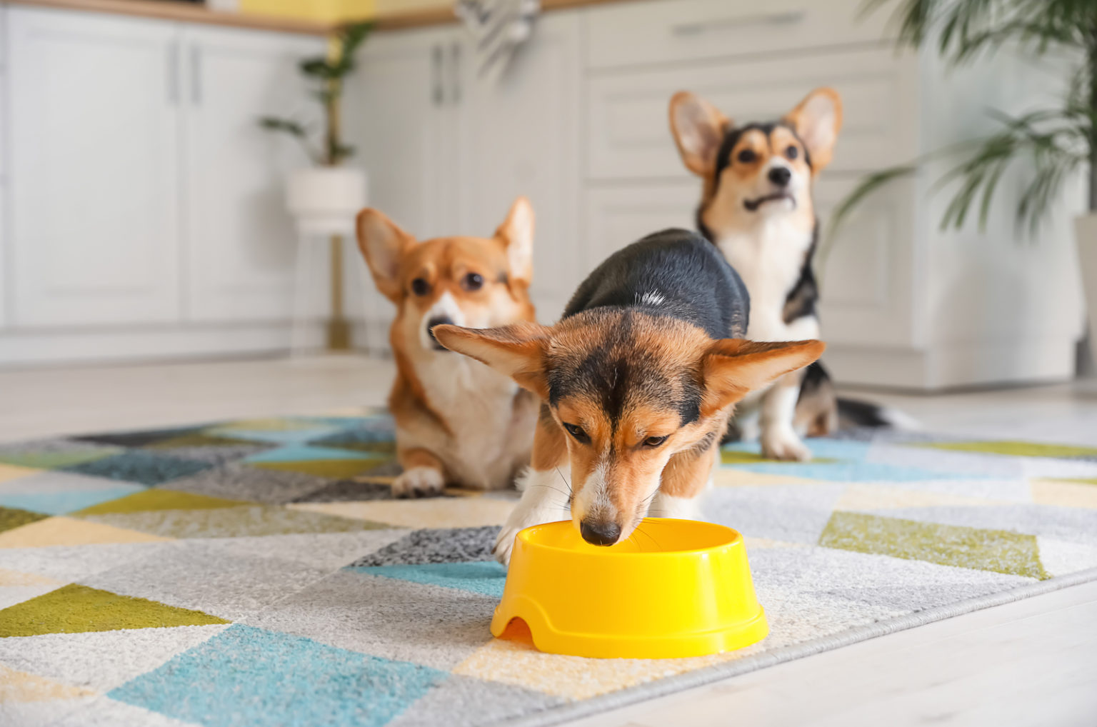 Best Dog Food For 9 Brands Your Pooch Will Love