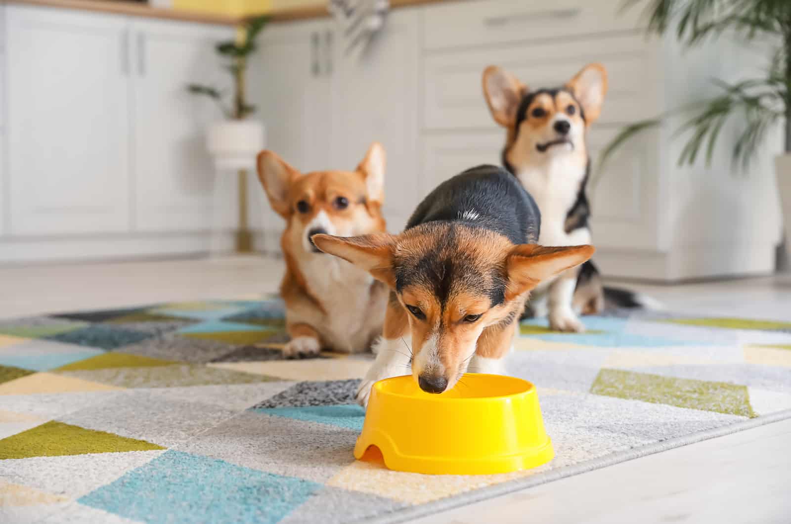 welsh corgi eating food