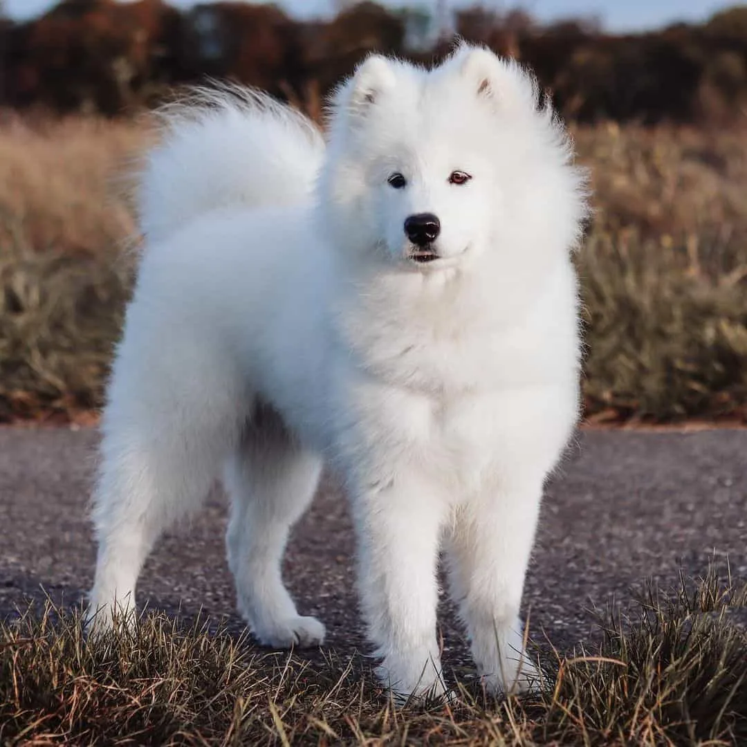 white samoyed dog