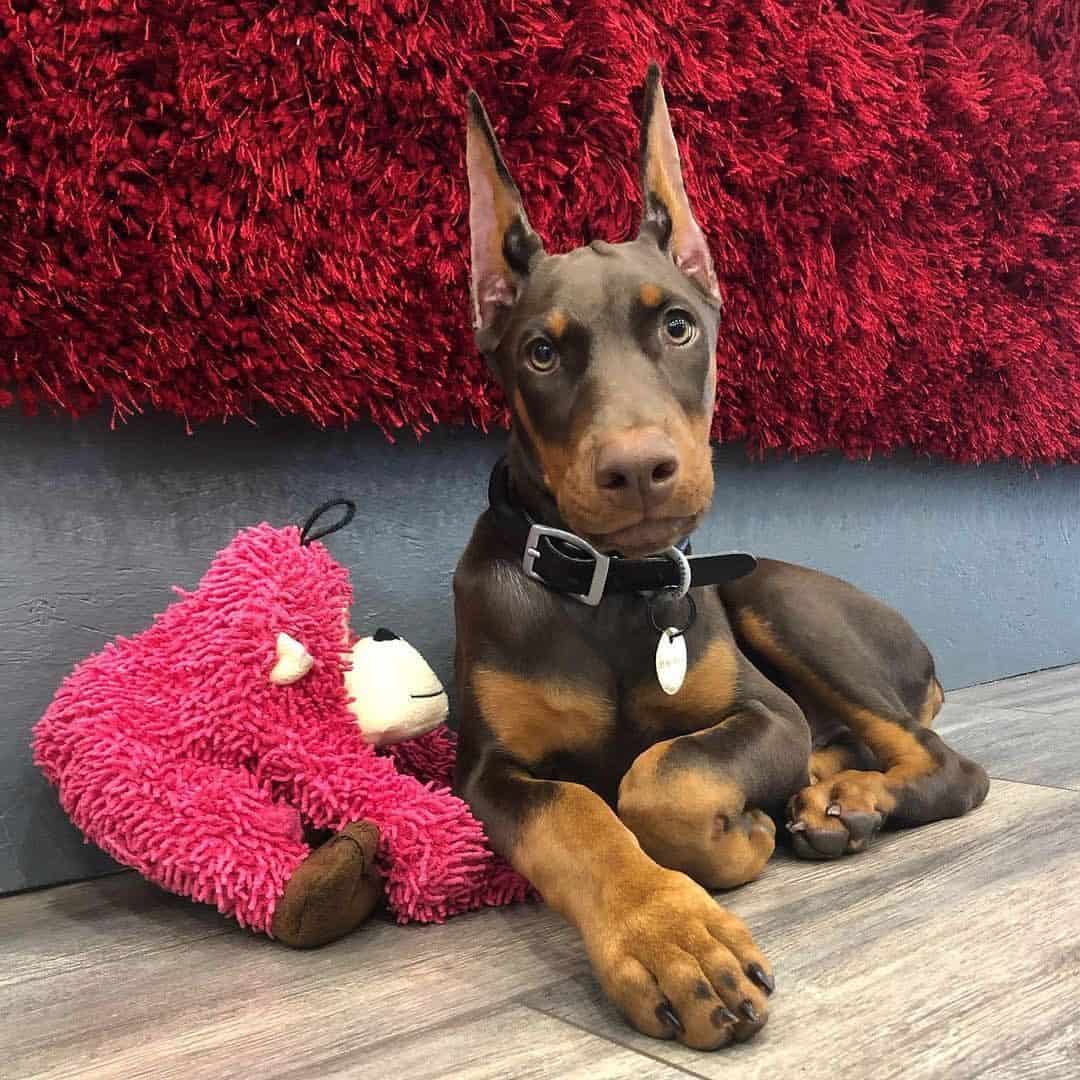 young doberman next to a toy