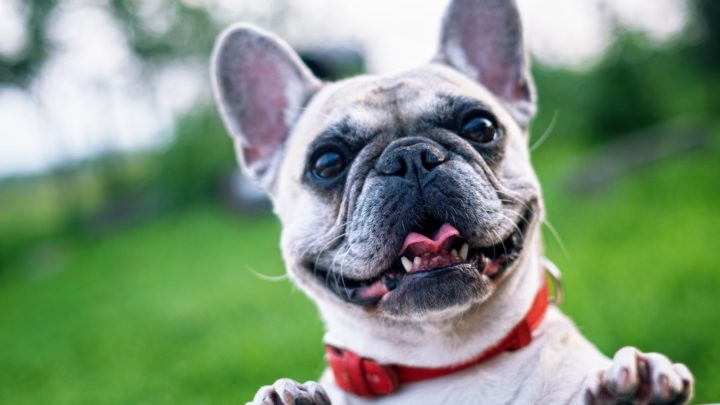 10 Best Collars For French Bulldogs: The Ultimate Guide