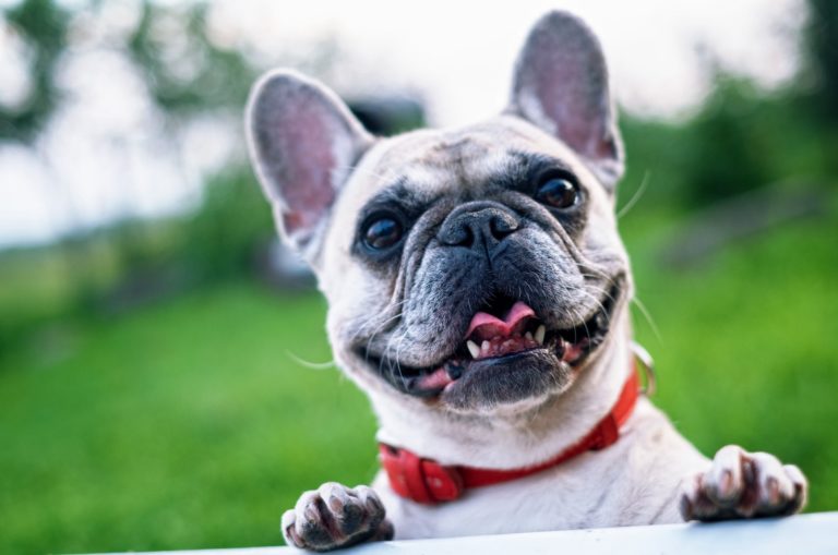 french bulldog