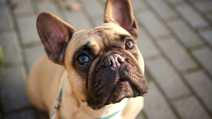 11 Best Brushes For French Bulldogs And A Buyer’s Guide