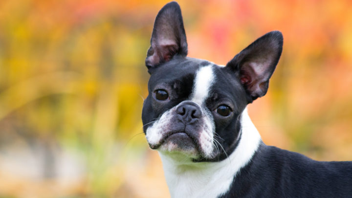 40+ Boston Terrier Mixes That Are The Cutest Pets Ever