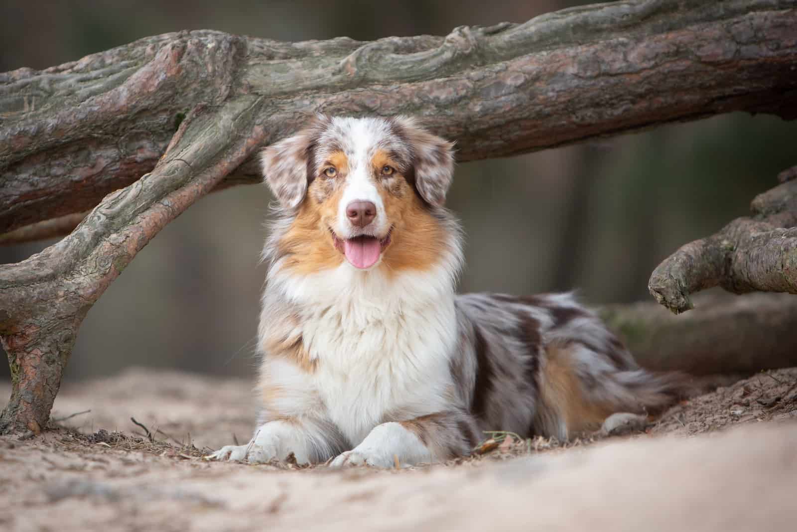 Australian Shepherd sitting under tree 