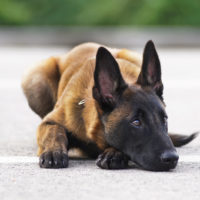 young belgian malinois