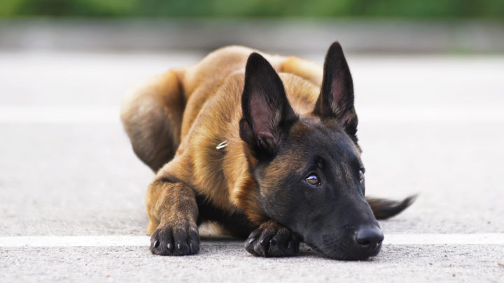 Belgian Malinois Breeders – Best Places To Find Belgian Malinois Puppies