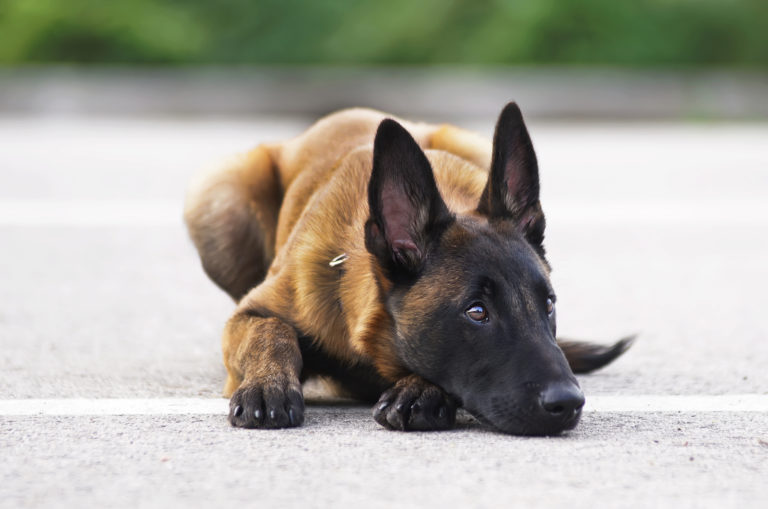 young belgian malinois