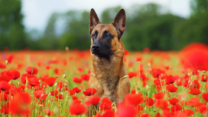 Belgian Malinois Names: Find The Best Name For Your Mal