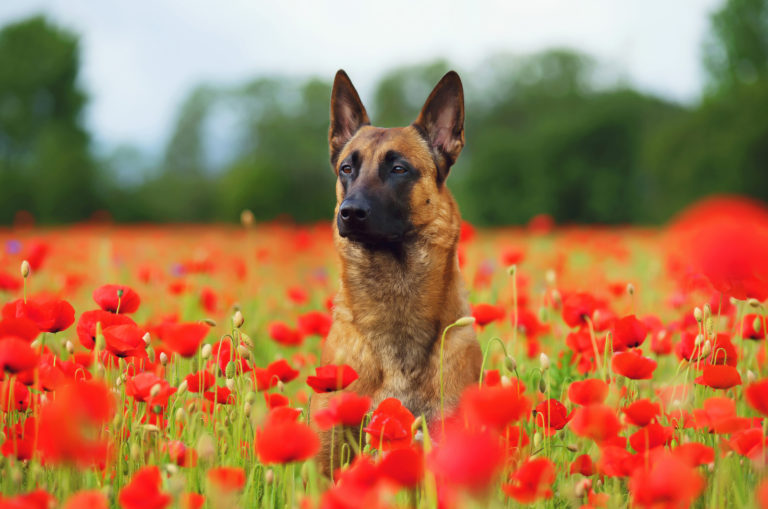 belgian malinois in a field of poppies