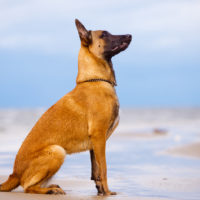 Belgian Malinois outside sitting