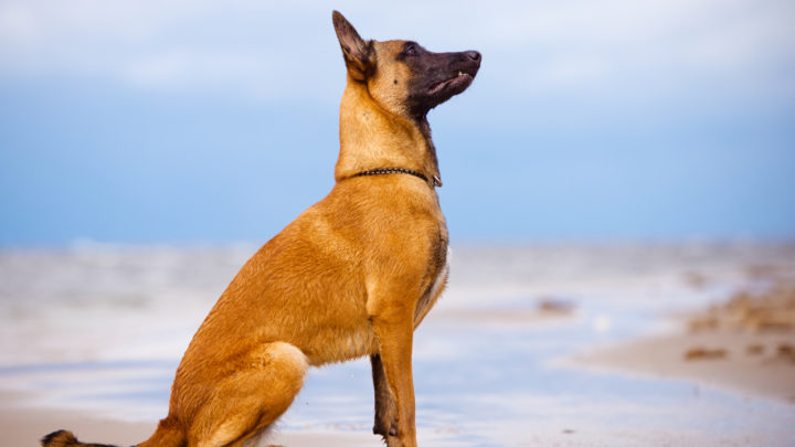 Belgian Malinois Shedding: Is There A Way To Reduce It?
