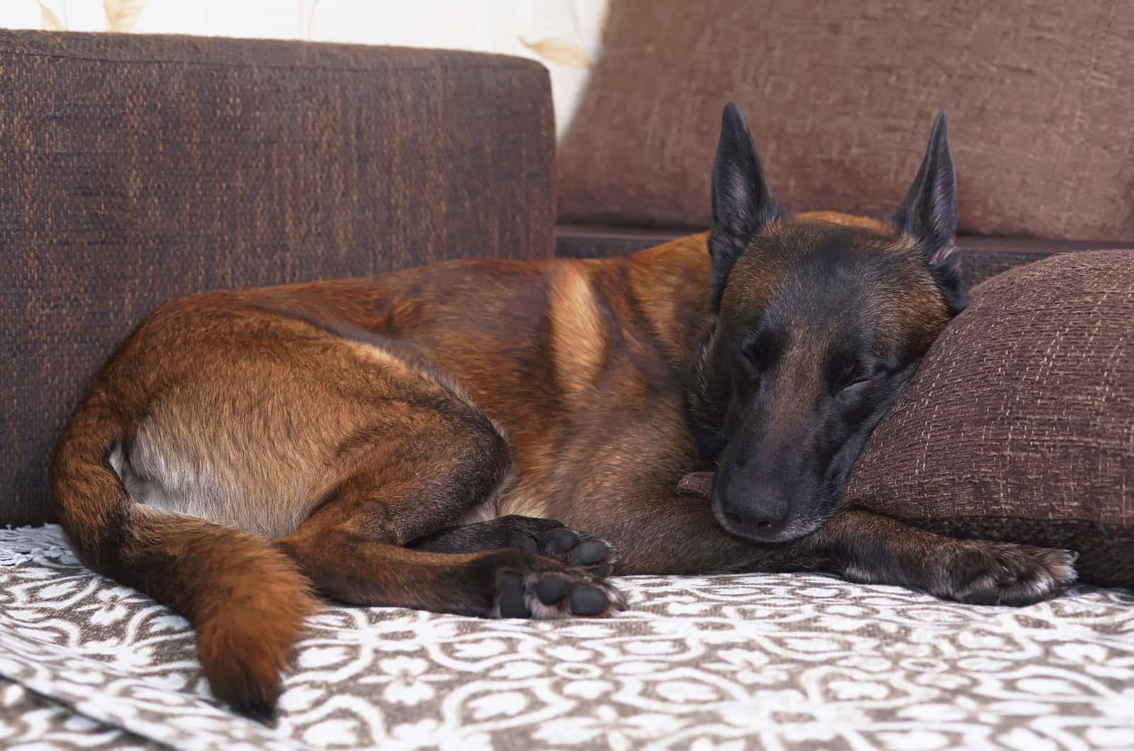 Belgian Malinois sleeping on cocuh