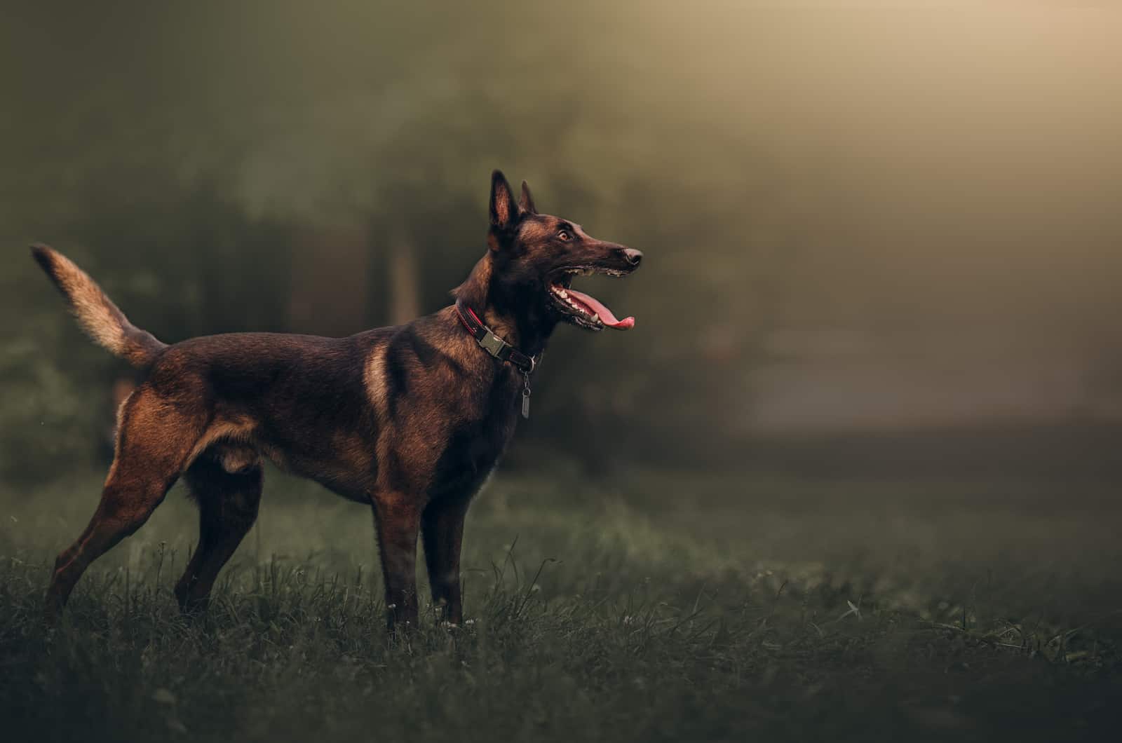 Belgian Malinois standing outside