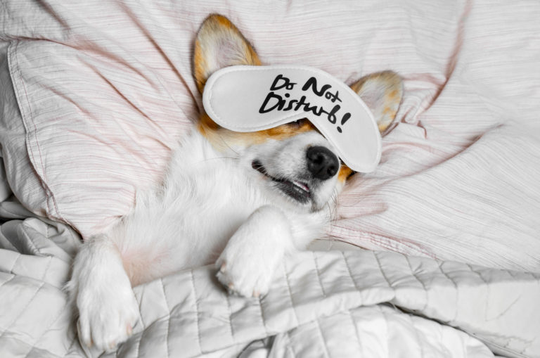 corgi sleeping