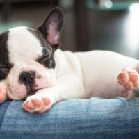 french bulldog puppy sleeping