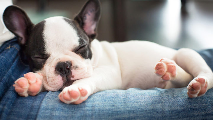 Best Dog Beds For French Bulldogs: Take A Look At Our Favorite Picks!