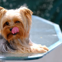 yorkie licking its face