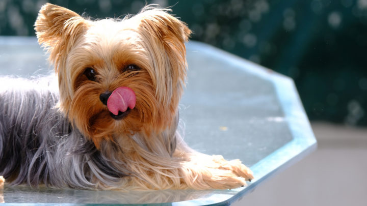 Best Dog Food For Yorkies – 17 Products You Have To Try