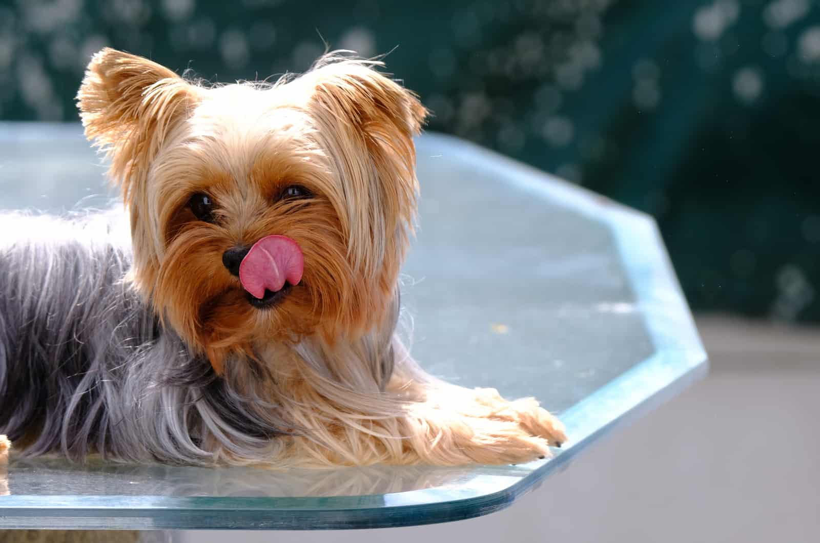 Best Dog Food For Yorkies – 17 Products You Have To Try